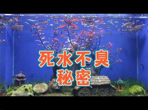 古法養魚|有過濾也不是活水！ 古法生態魚缸養魚，死水不臭的。